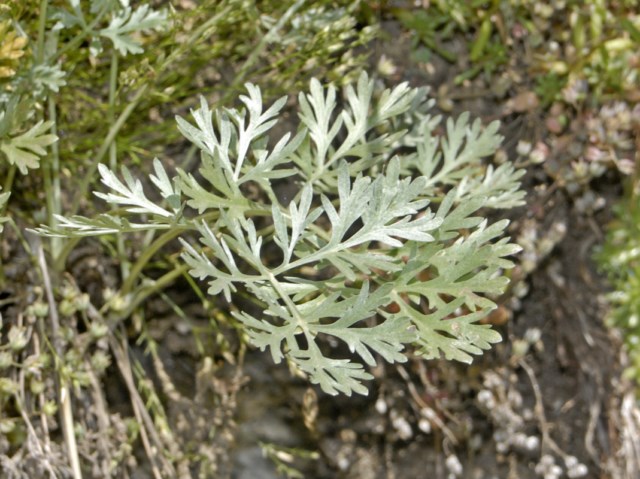 Gialli fiori alpini - Sedum cfr. rupestre